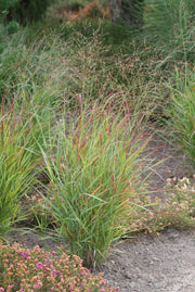 Rutenhirse - Panicum vir. Rehbraun | Gräserwelten Bambus & Gräser